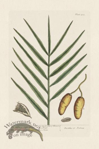 BEE 202 The Palmor Dale Tree